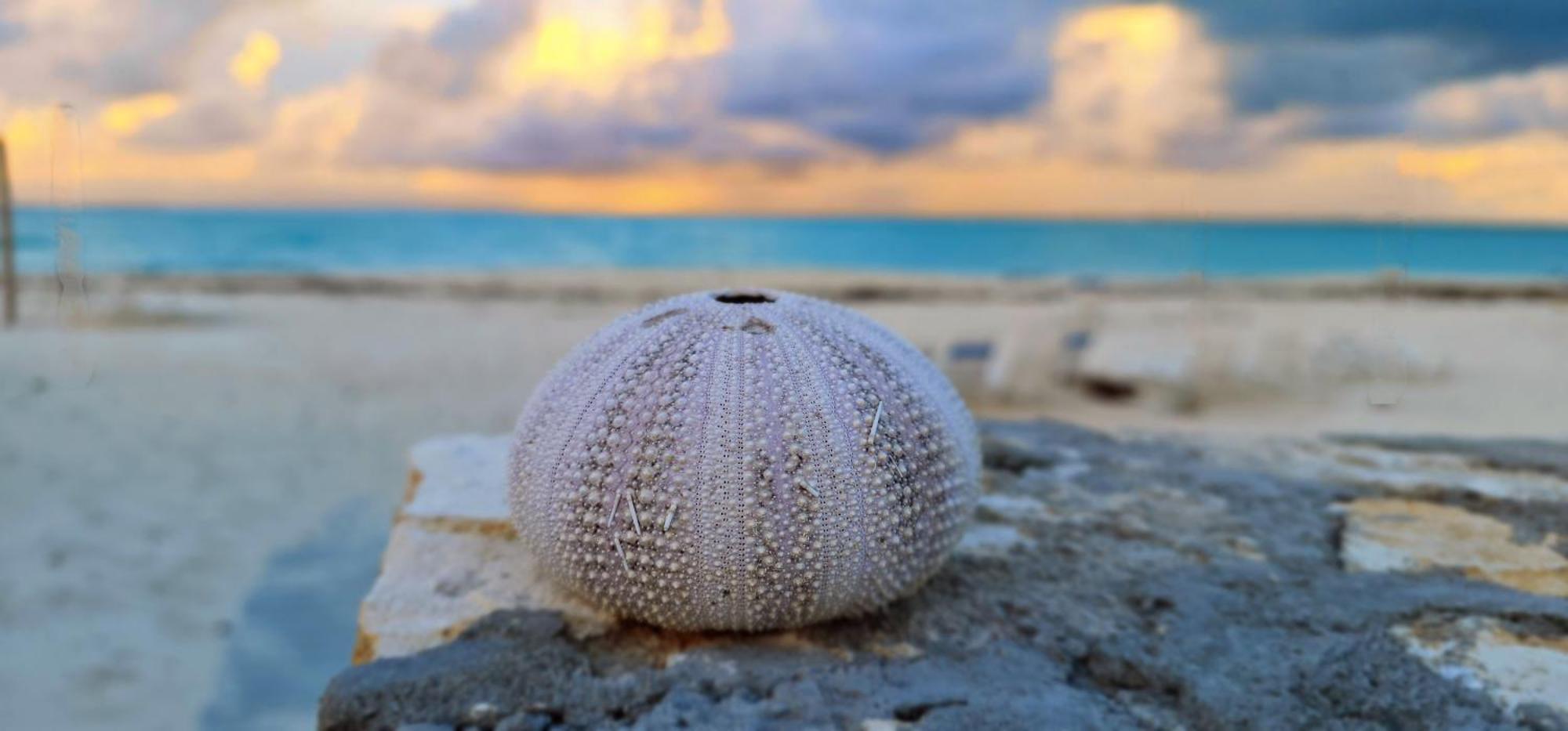 Luxury Beach Villa In Paradise. Treasure Cay Esterno foto